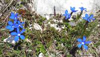 9-Monte Baldo_020 &ndash; &copy; Petra Sauer (Eberhardt TRAVEL)