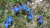 9-Monte Baldo_021 &ndash; &copy; Petra Sauer (Eberhardt TRAVEL)