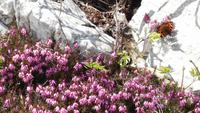 9-Monte Baldo_022 &ndash; &copy; Petra Sauer (Eberhardt TRAVEL)