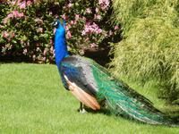 Blauer Pfau