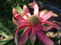 Protea &ndash; &copy; Petra Sauer (Eberhardt TRAVEL)