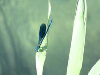 Blaue Libellen