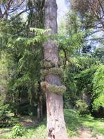 Ninfa (12) &ndash; &copy; Andreas Höhn (Eberhardt TRAVEL)