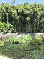 Ninfa (25) &ndash; &copy; Andreas Höhn (Eberhardt TRAVEL)