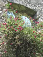 Ninfa (26) &ndash; &copy; Andreas Höhn (Eberhardt TRAVEL)