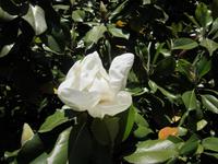 Ninfa (27) &ndash; &copy; Andreas Höhn (Eberhardt TRAVEL)
