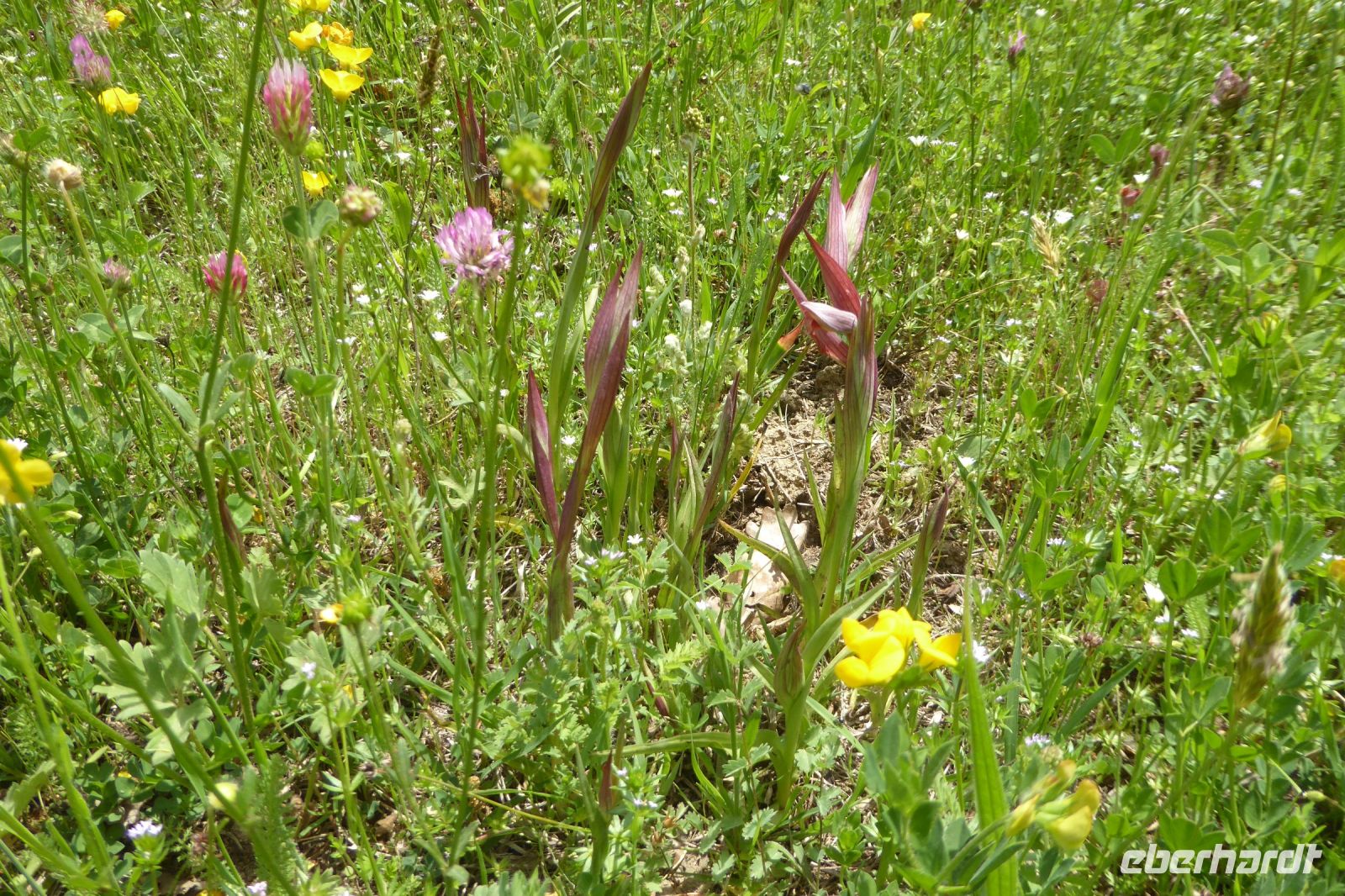 Tag 3 15.05.2022 Spoerri Garten  Schwertständelwurz &ndash; &copy; Gabriele Sauer (Eberhardt TRAVEL)