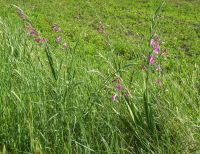 Tag 3 15,05.2022 Murlo, wilde Gladiole &ndash; &copy; Gabriele Sauer (Eberhardt TRAVEL)