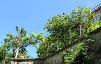 Tag 7 19.05.2022 Villa d´Este   &ndash; &copy; Gabriele Sauer (Eberhardt TRAVEL)