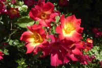 Tag 8 20.05.2022 Castel Gandolfo &ndash; &copy; Gabriele Sauer (Eberhardt TRAVEL)