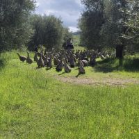 10 Spoerrigarten Seggiano.jpg &ndash; &copy; Lutz Finkler (Eberhardt TRAVEL)