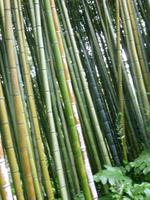 Ninfagarten &ndash; &copy; Grit Wendelberger (Eberhardt TRAVEL)