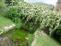 Ninfagarten &ndash; &copy; Grit Wendelberger (Eberhardt TRAVEL)