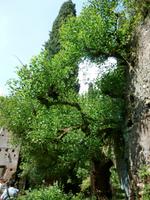 Ninfagarten &ndash; &copy; Grit Wendelberger (Eberhardt TRAVEL)