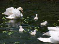 Ninfagarten &ndash; &copy; Grit Wendelberger (Eberhardt TRAVEL)