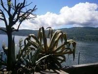 Agave