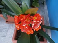 Blüte der Clivia &ndash; &copy; Gabriele Schwarze (Eberhardt TRAVEL)