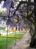 Blauregen in Orta &ndash; &copy; Ingrid Langer (Eberhardt TRAVEL)