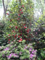Kamelienpark Locarno &ndash; &copy; Ingrid Langer (Eberhardt TRAVEL)