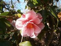 Kamelienblüte &ndash; &copy; Gabriele Schwarze (Eberhardt TRAVEL)