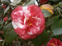 Kamelienblüte &ndash; &copy; Gabriele Schwarze (Eberhardt TRAVEL)
