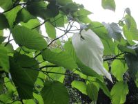 Taschentuchbaum &ndash; &copy; Heike Heinen (Eberhardt TRAVEL)