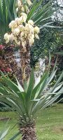 Locarno -Park an der Seepromenade &ndash; &copy; Ute Solf (Eberhardt TRAVEL)