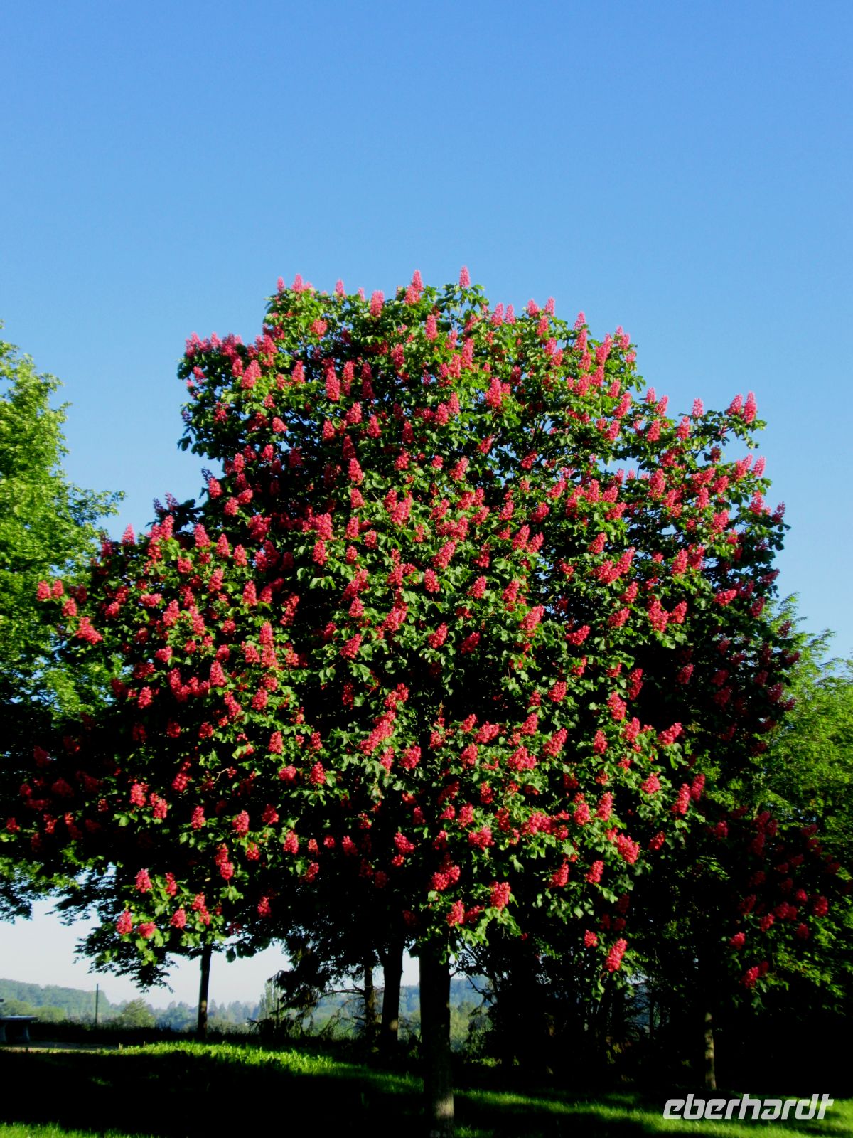 Kastanienbaum am Rasthof Vogtland &ndash; &copy; Heike Heinen (Eberhardt TRAVEL)