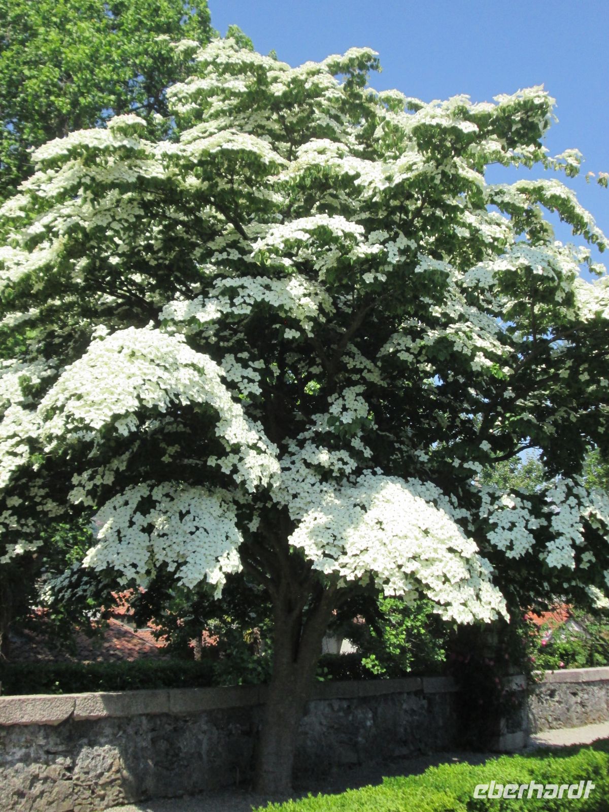 Blüten-Hartriegel &ndash; &copy; Heike Heinen (Eberhardt TRAVEL)