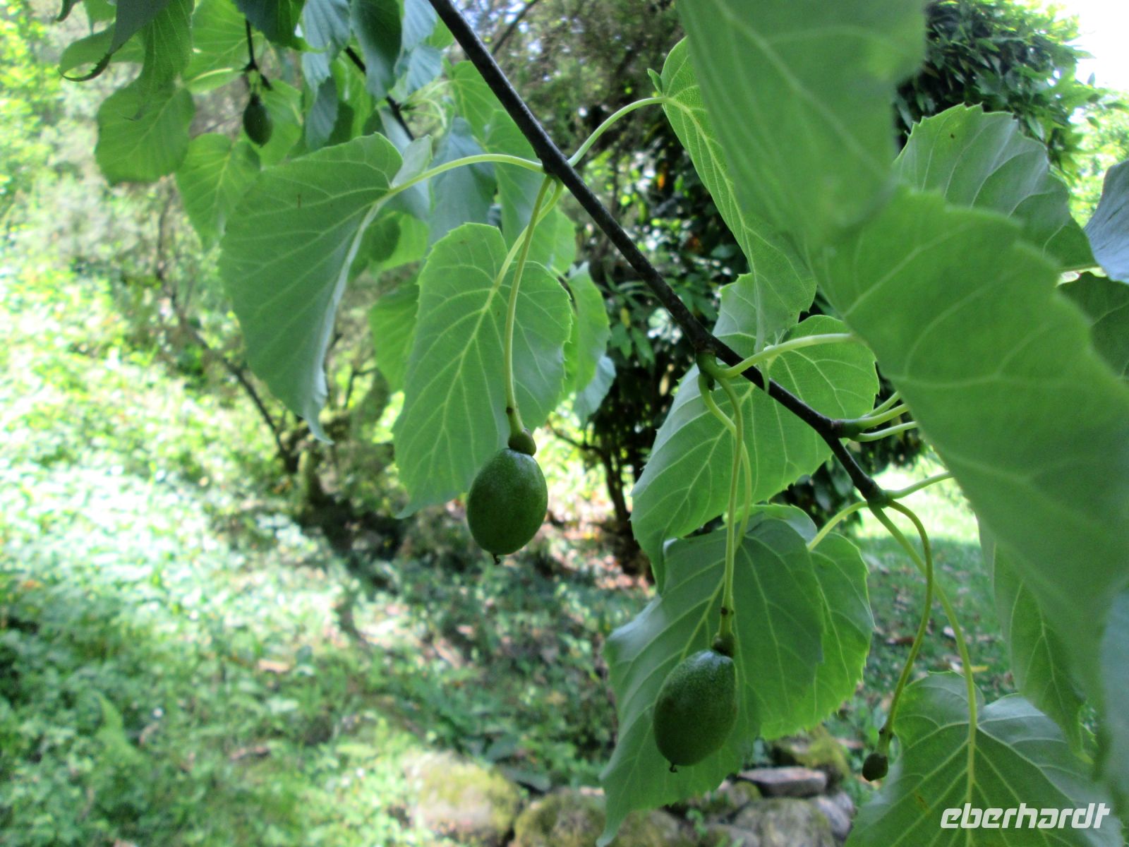 Villa Taranto: Taschentuchbaum vor seiner Blüte &ndash; &copy; Heike Heinen (Eberhardt TRAVEL)