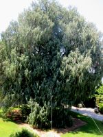 Isola Madre: Kaschmir Zypresse &ndash; &copy; Heike Heinen (Eberhardt TRAVEL)