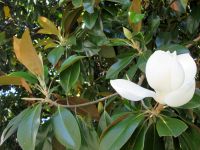 Locarno: Magnolie &ndash; &copy; Heike Heinen (Eberhardt TRAVEL)