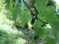 Villa Taranto: Taschentuchbaum vor seiner Blüte &ndash; &copy; Heike Heinen (Eberhardt TRAVEL)