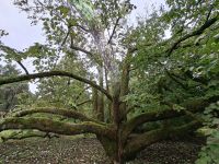 Verbania (Garten der Villa Taranto - Taschentuchbaum bzw. Davidia involucrata)