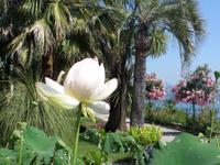 Isola Madre - Lotus &ndash; &copy; Petra Sauer (Eberhardt TRAVEL)