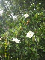 Kaisermagnolien &ndash; &copy; Gabriele Schwarze (Eberhardt TRAVEL)