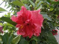 Roseneibischblüte &ndash; &copy; Gabriele Schwarze (Eberhardt TRAVEL)