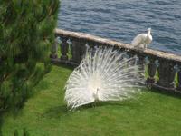 Isola Bella &ndash; &copy; Petra Sauer (Eberhardt TRAVEL)