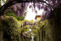 23.04.2015 Isola Madre &ndash; &copy; Jutta Petzold-Herrmann (Eberhardt TRAVEL)