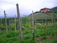 Weingut Podere ai Valloni &ndash; &copy; Norbert Binder (Eberhardt TRAVEL)