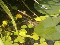 Der Froschkönig &ndash; &copy; Gabriele Schwarze (Eberhardt TRAVEL)