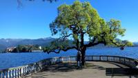 Stresa, unser Sparziergang zum Markt &ndash; &copy; Gisela Gerlach (Eberhardt TRAVEL)