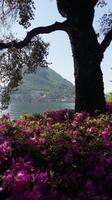 Lugano &ndash; &copy; Ingrid Langer (Eberhardt TRAVEL)