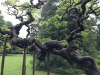ein uralter Baum &ndash; &copy; Uta Schöne (Eberhardt TRAVEL)
