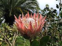 eine Protea &ndash; &copy; Uta Schöne (Eberhardt TRAVEL)