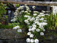 Blumen auf Mauern und ... &ndash; &copy; Gerd Pierschek (Eberhardt TRAVEL)