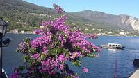 Isola Bella  &ndash; &copy; Ingrid Langer (Eberhardt TRAVEL)