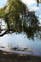 im Stadtpark (Lugano) &ndash; &copy; Sylvia Ott (Eberhardt TRAVEL)