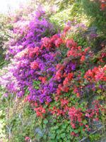 Bugainvillea