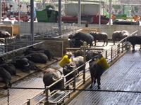 Büffelfarm Vannulo &ndash; &copy; Katrin Deutschbein (Eberhardt TRAVEL)